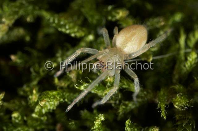Eutichuridae_0352.JPG - France, Araneae, Eutichuridae, Chiracanthe (Chirachantium sp), jeune, Long-legged sac spiders